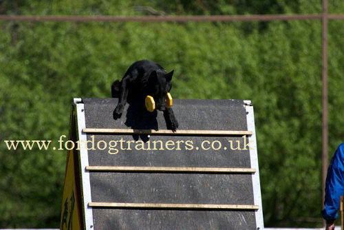 great supplies for dogs training